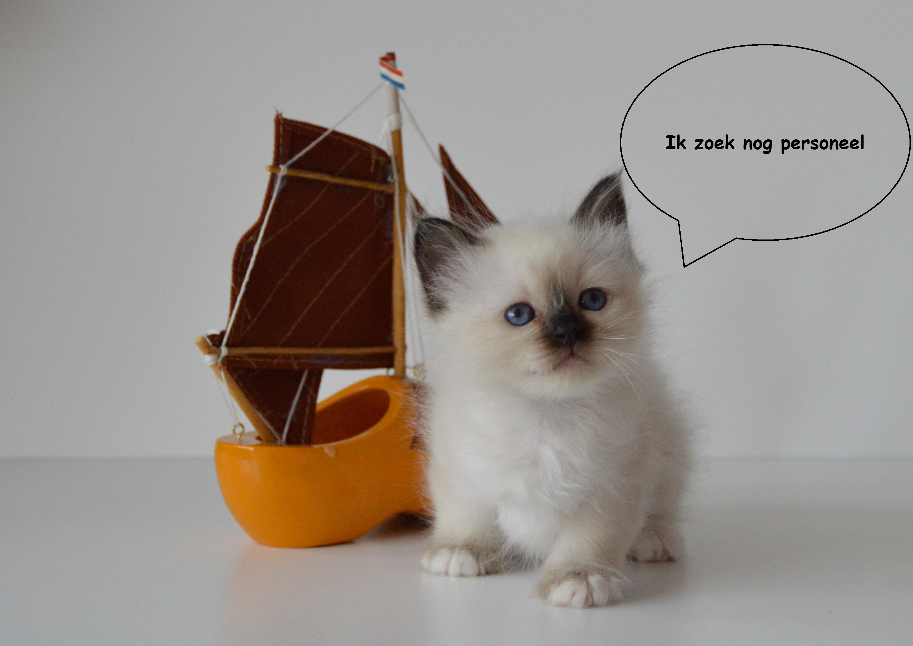 Kater beschikbaar