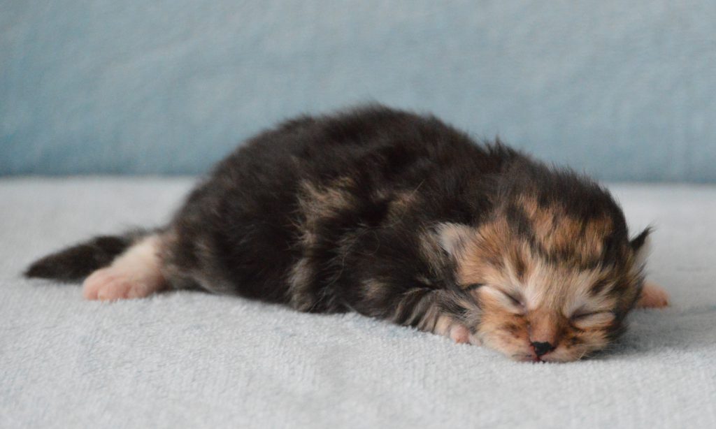 Kitten LA Polly 05072020