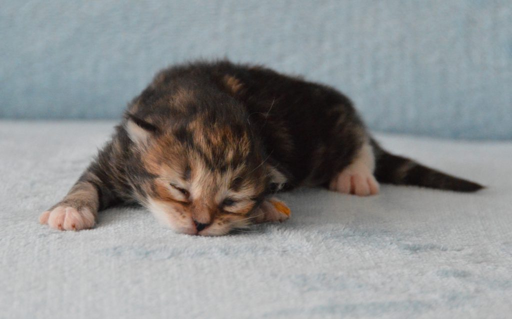 Kitten LV Polly 05072020