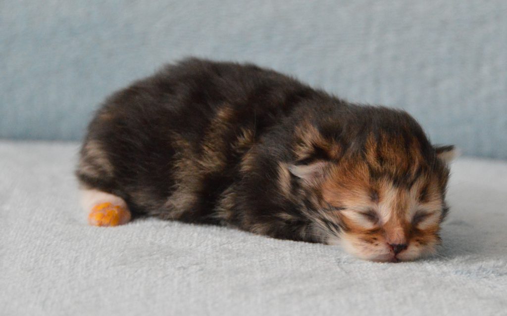 Kitten RA Polly 05072020
