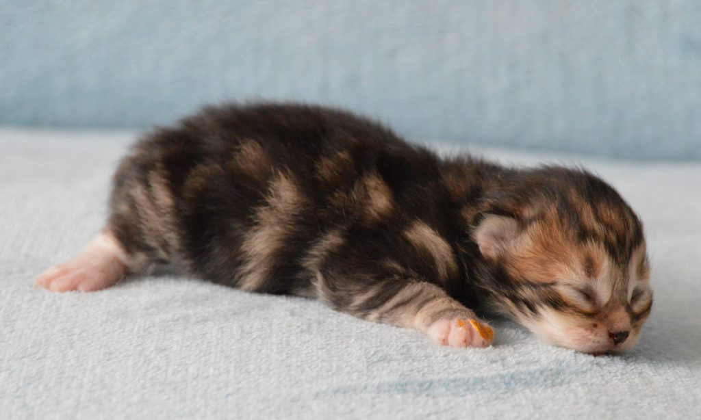Kitten RV Polly 05072020