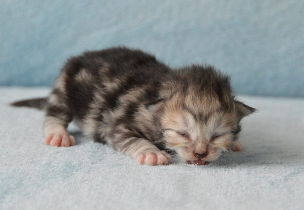 Kitten ZZ Polly 05072020