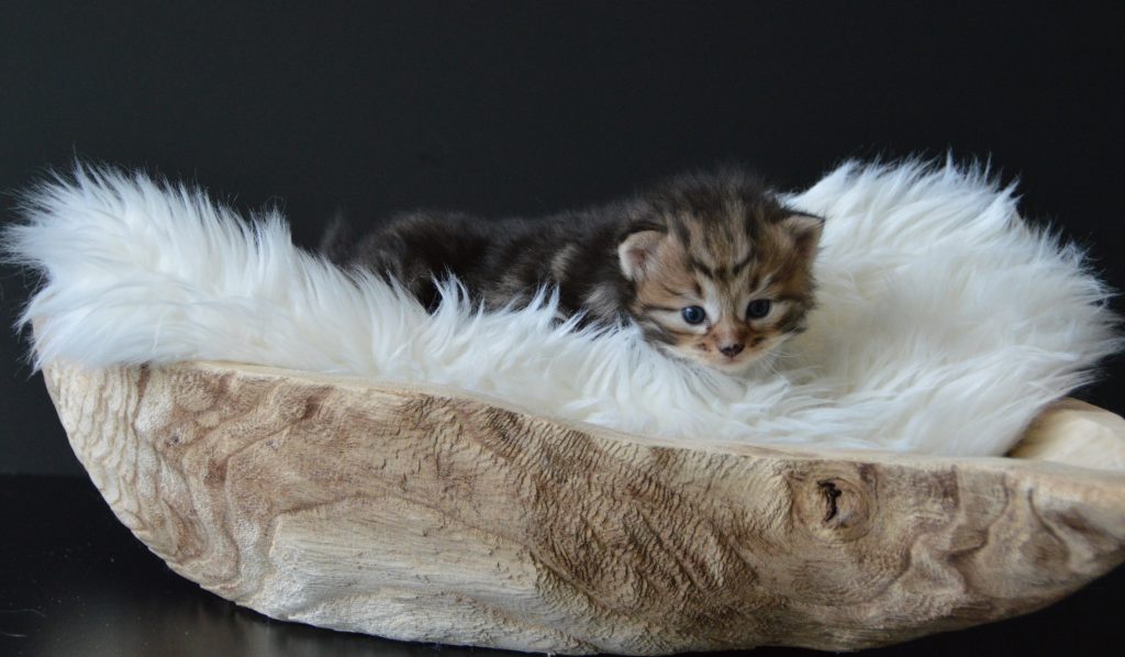 Polly LA kater