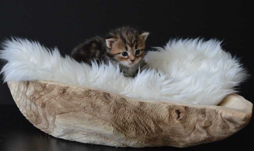 Polly LV poes 19072020