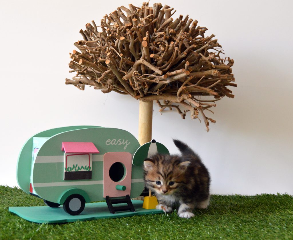 Polly RV
