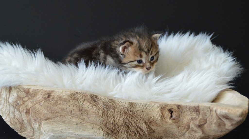 Polly RV kater 19072020