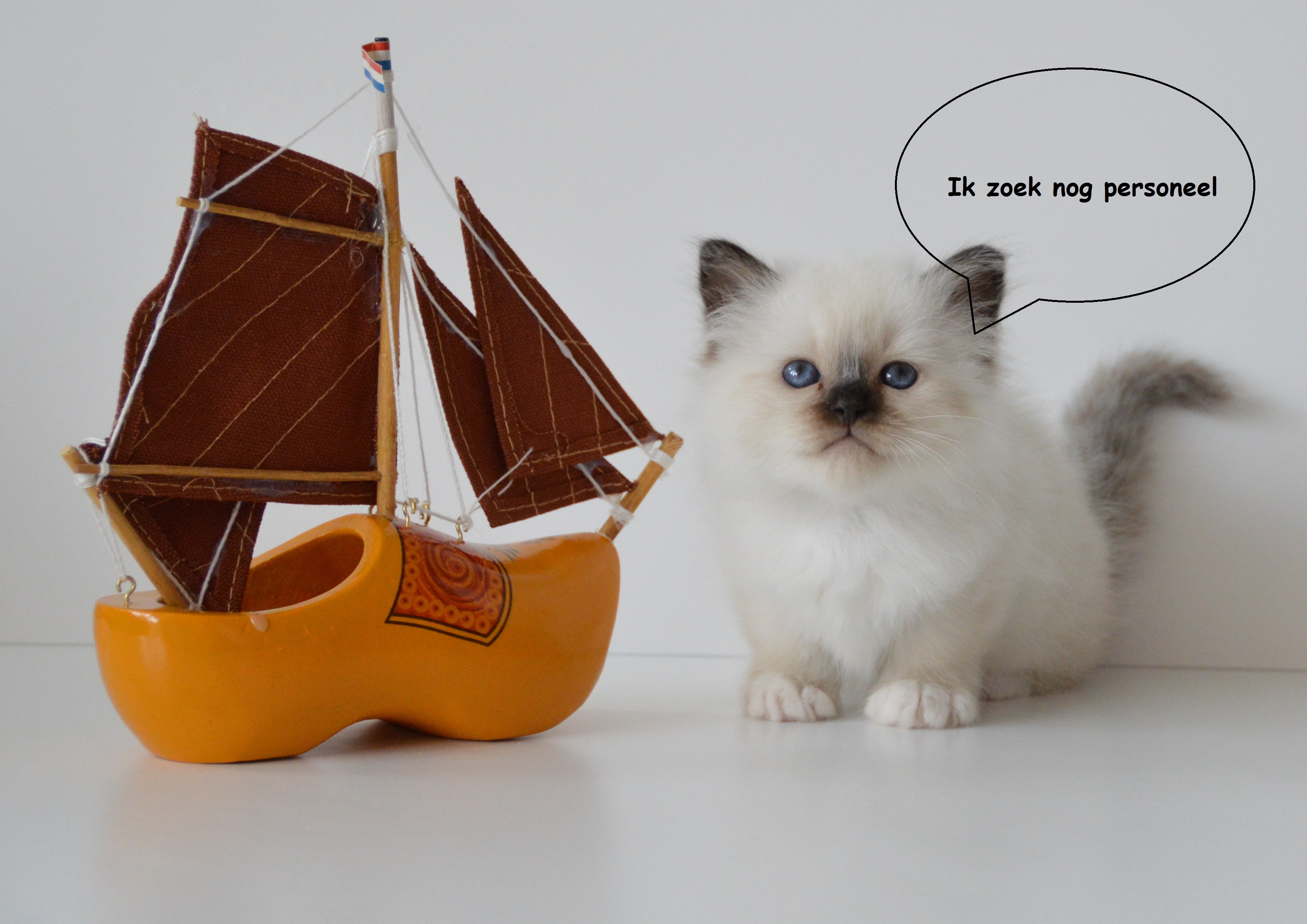 kater show beschikbaar