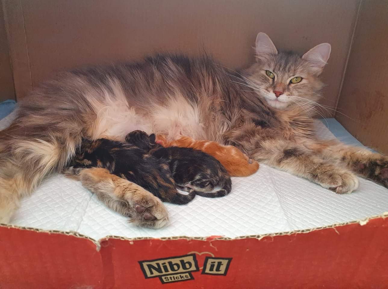 Babuschka dag van geboorte