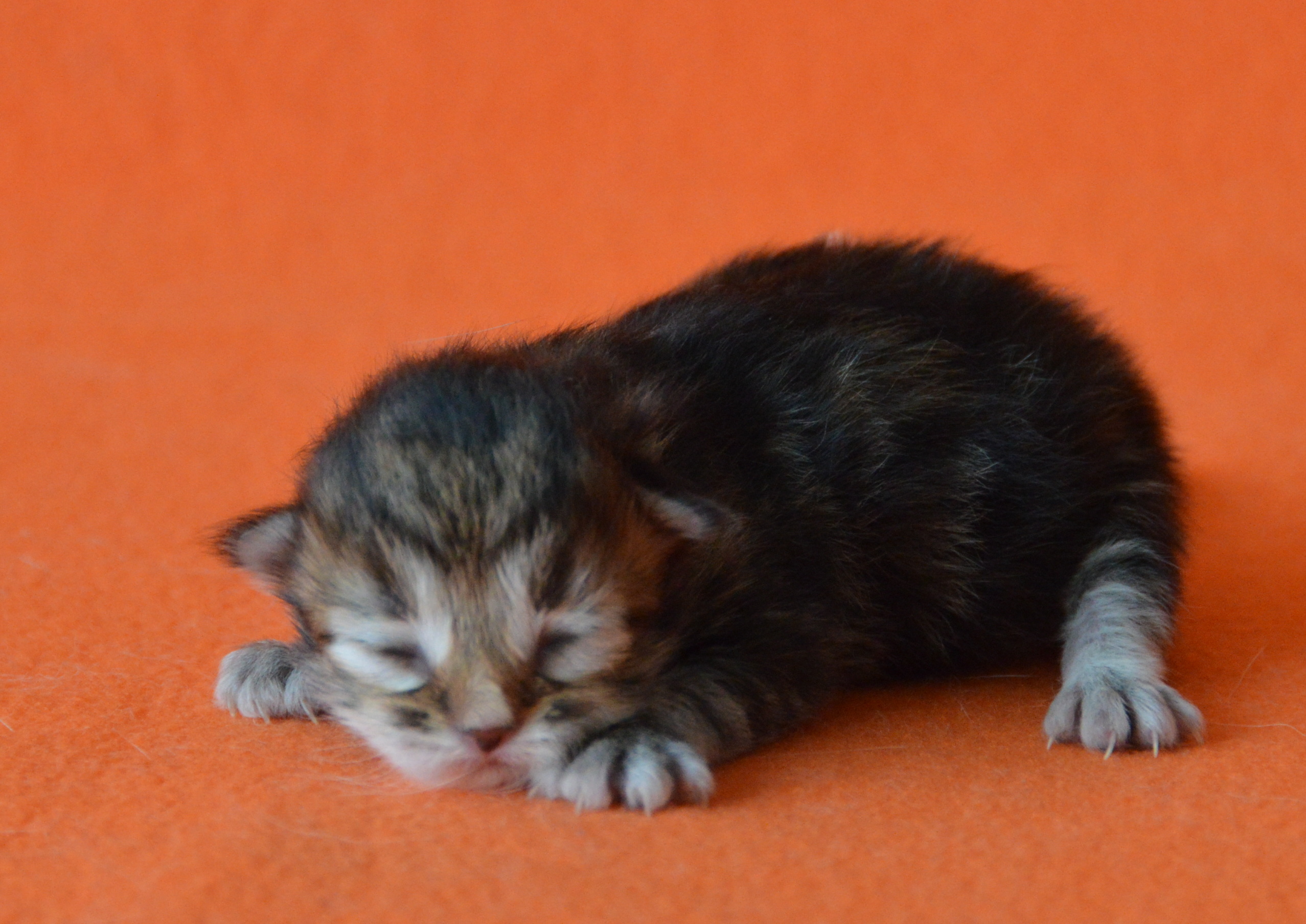 Black tabby poesje