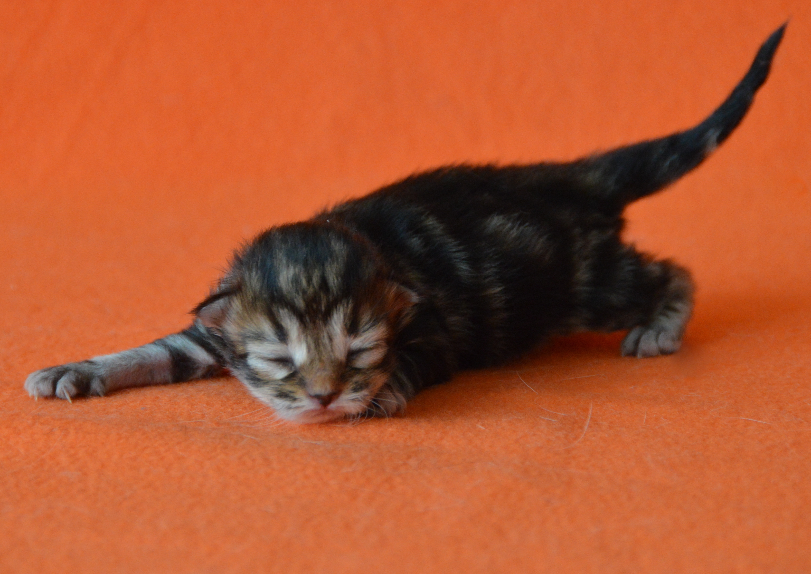 Black tabby
