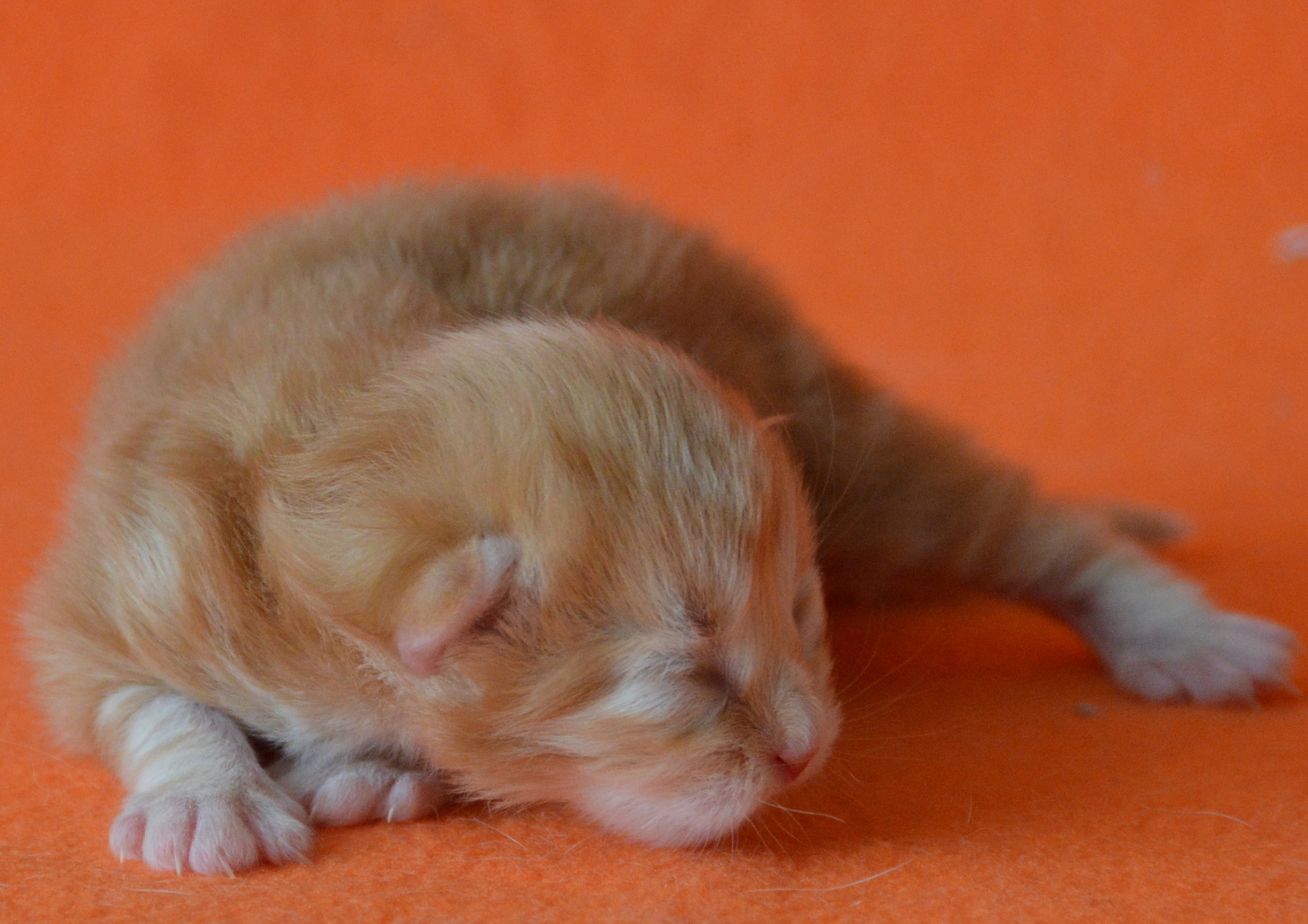 Red tabby