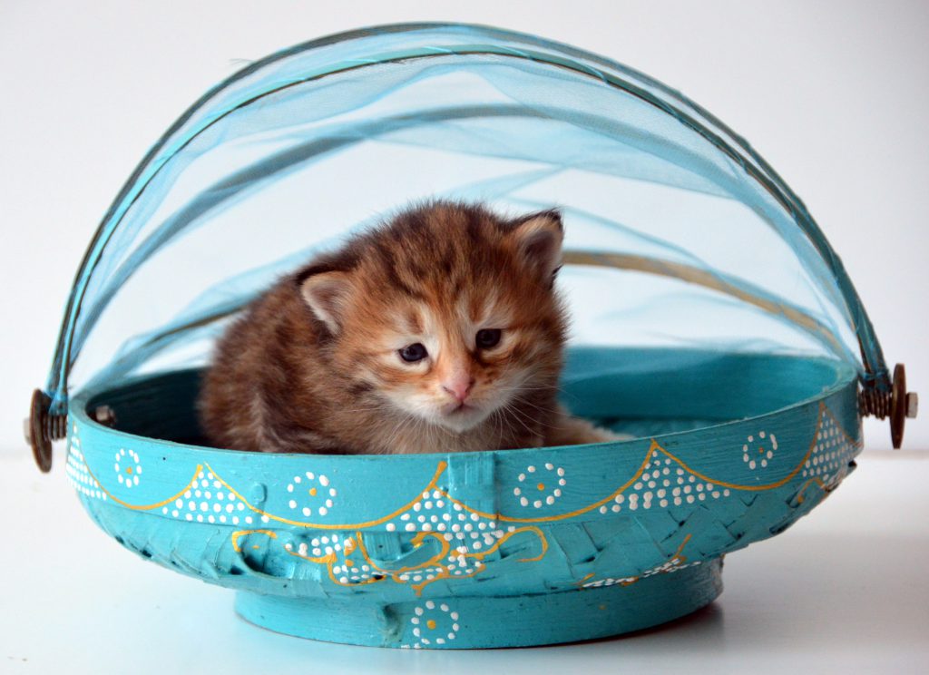 Matryoshka tortie