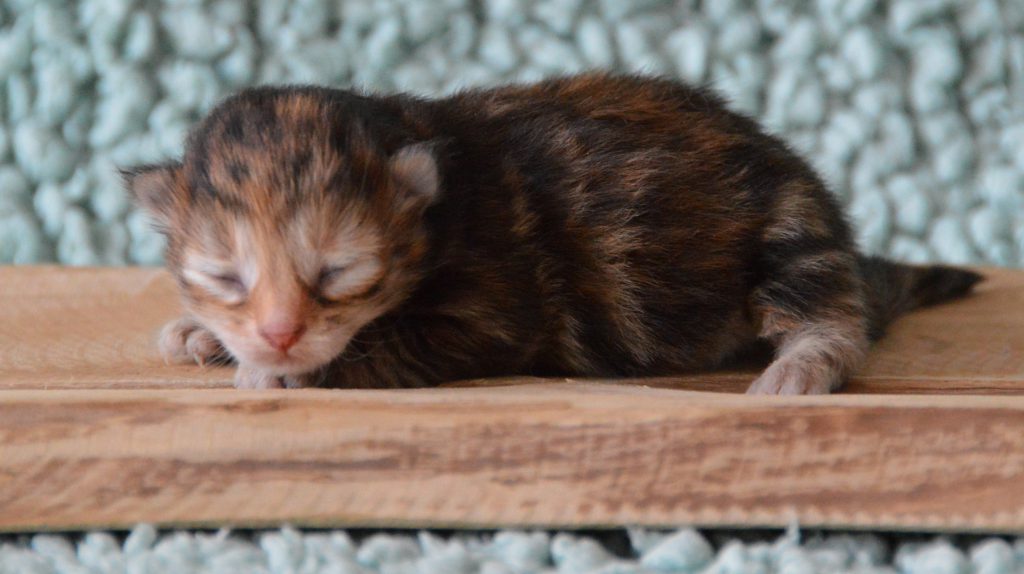Matryoshka tortie 11072020
