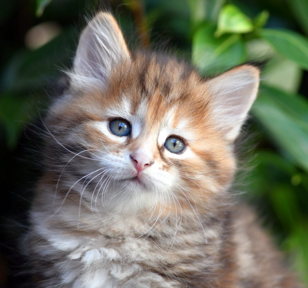 Tortie