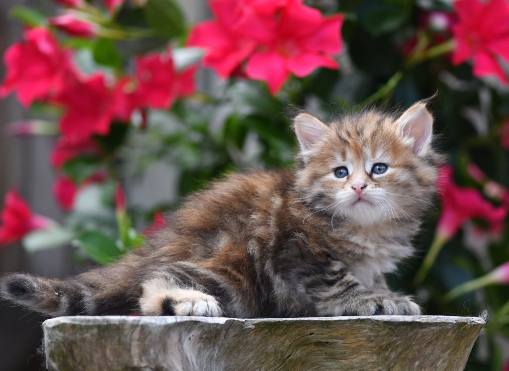 Tortie