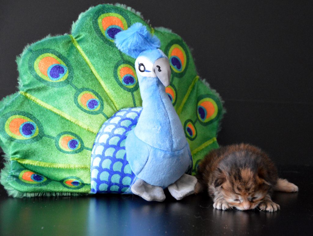 Tortie Matryoshka 19072020