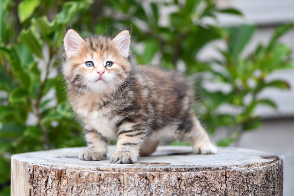 Tortie1