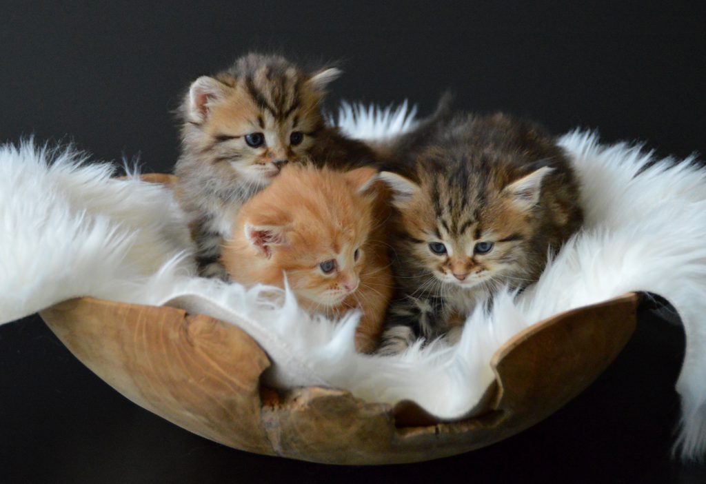 3 kittens 10-06-2020