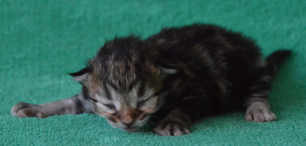 BT Poes 20052020