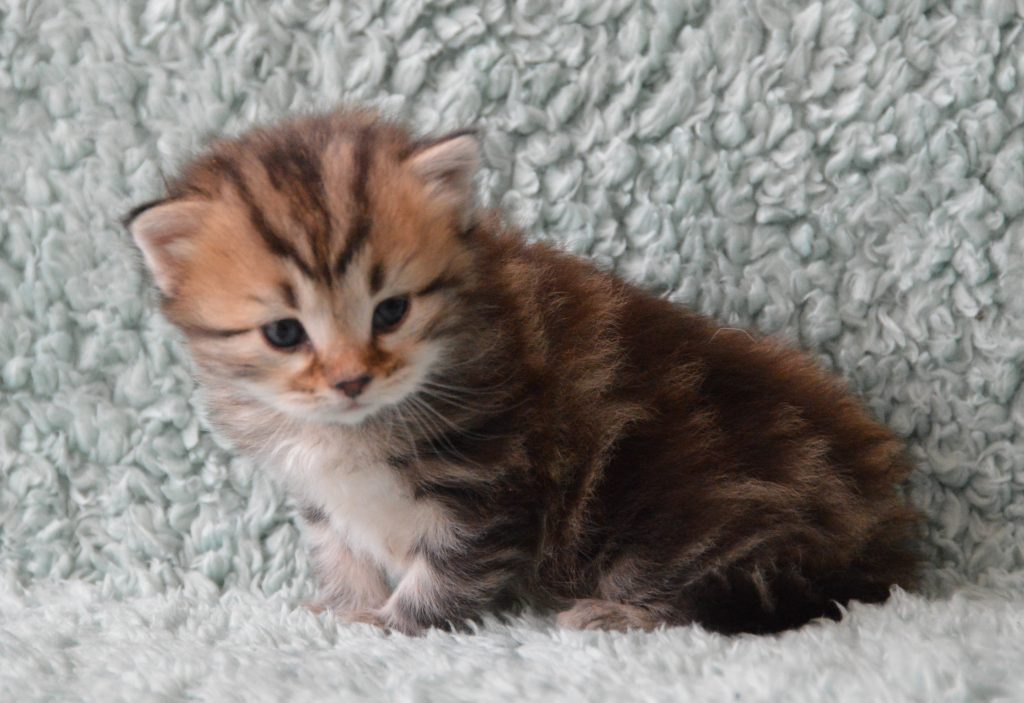BT kater 04062020