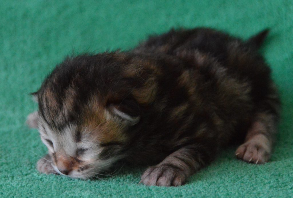 BT kater 20052020