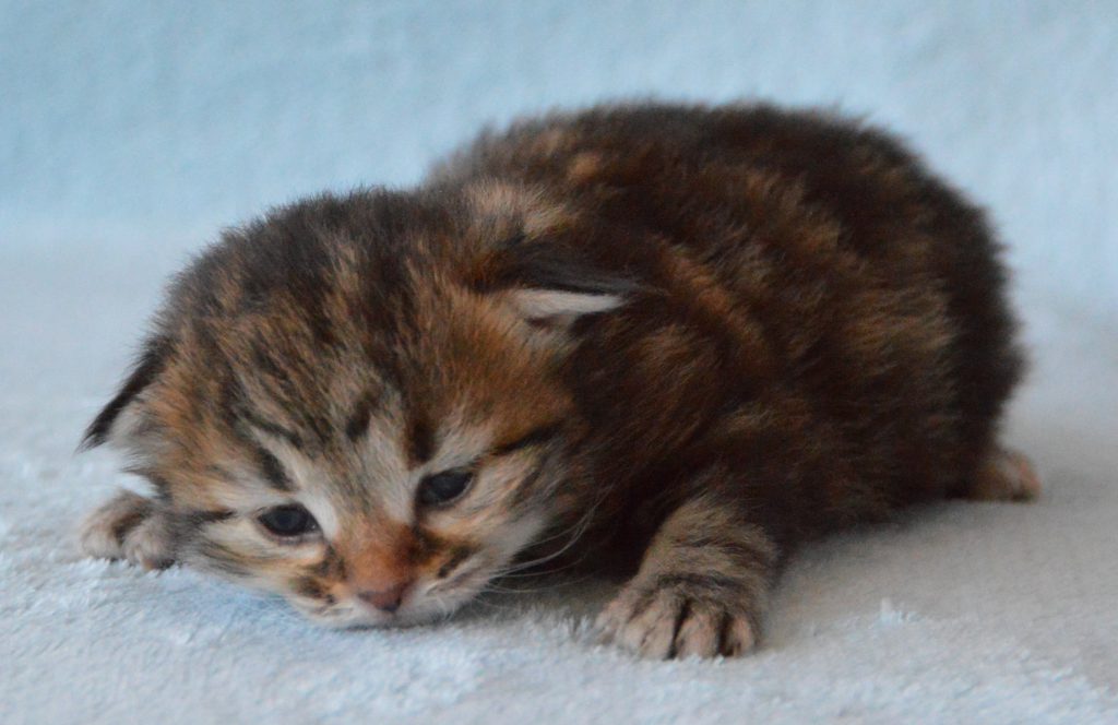 Kater BT 27052020