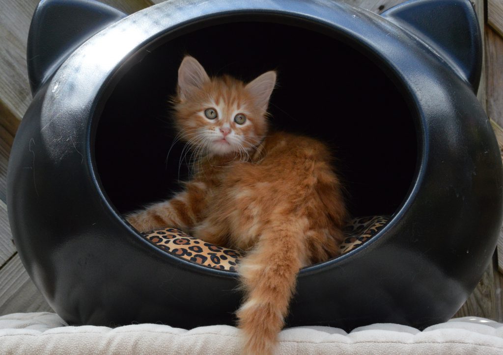 Mischa