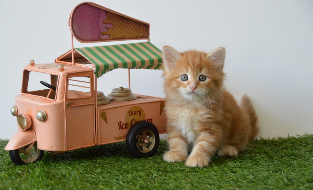 Mischa 6,5 week