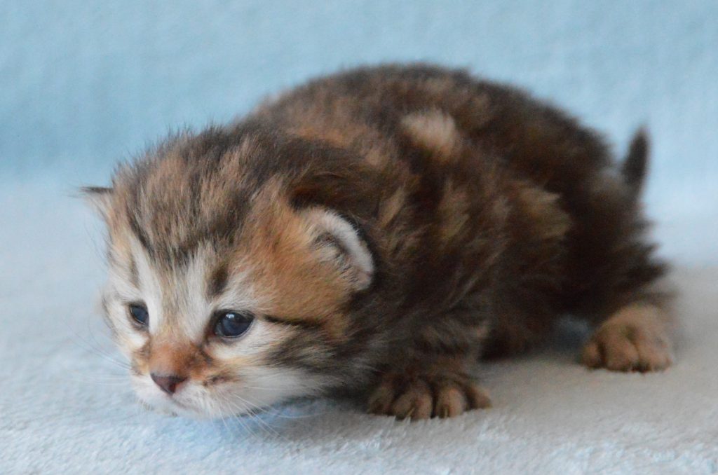 Poes BT 27052020