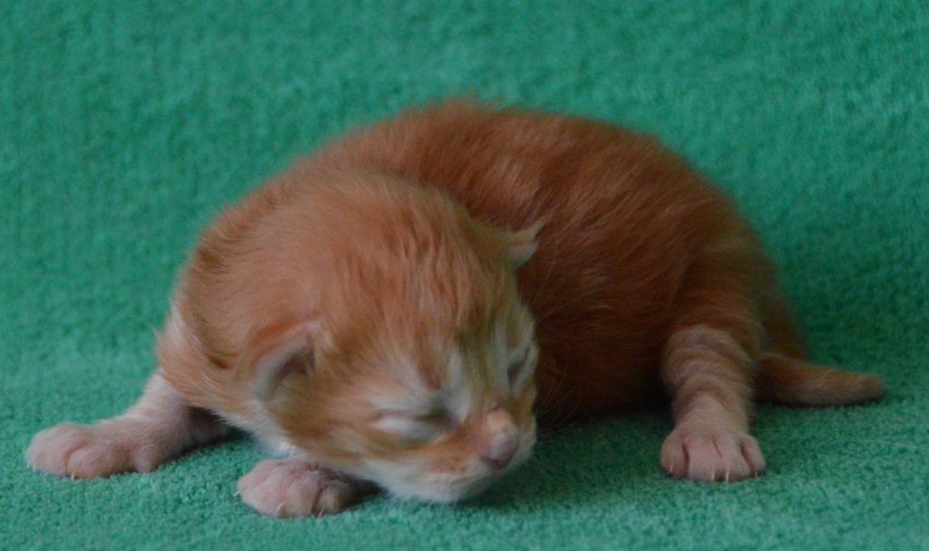 Rode kater 20052020